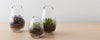 vase terrariums