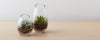 vase terrariums