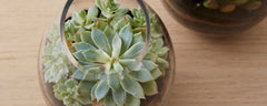 vase terrariums