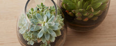 vase terrariums