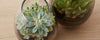 vase terrariums