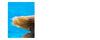 image test WIDE